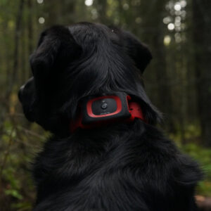 MiniFinder-Rex-hundpejl