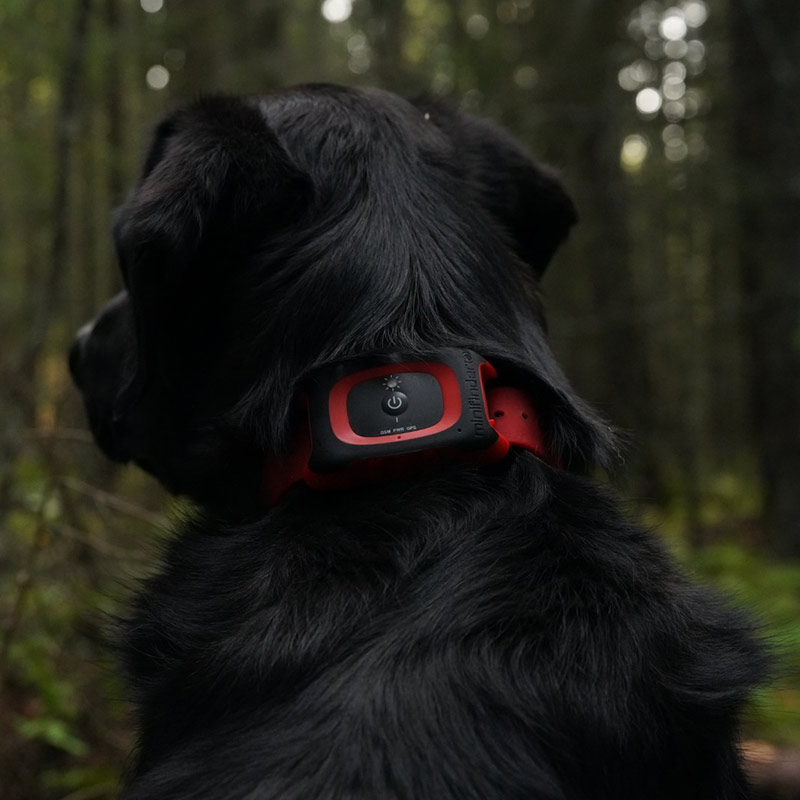 MiniFinder-Rex-hundpejl